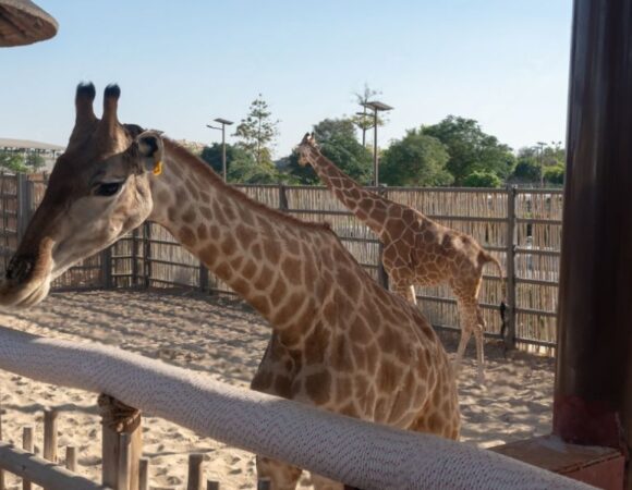 Exploring the Wonders of Dubai Safari Park A Must-Visit Destination