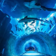 Discover the Hidden Wonders of the Dubai Mall Aquarium