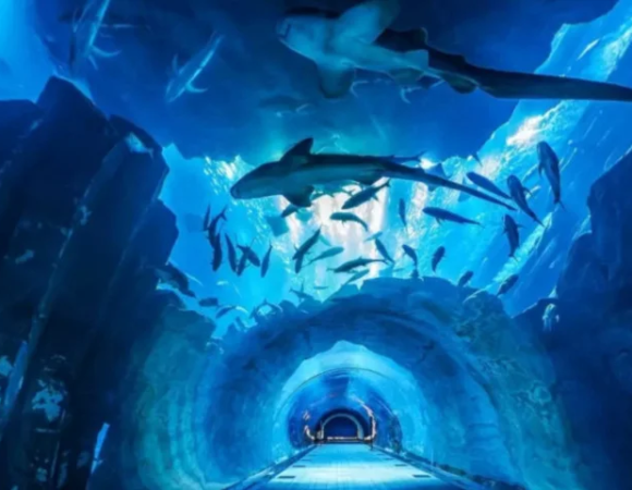 Discover the Hidden Wonders of the Dubai Mall Aquarium