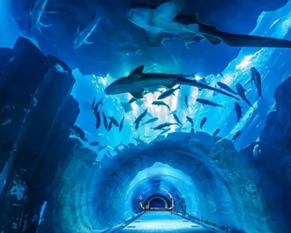 Discover the Hidden Wonders of the Dubai Mall Aquarium