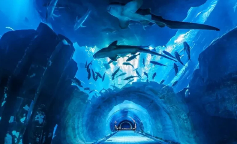 Discover the Hidden Wonders of the Dubai Mall Aquarium